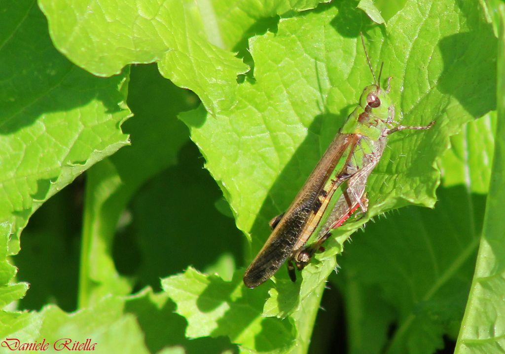 Aiolopus strepens?